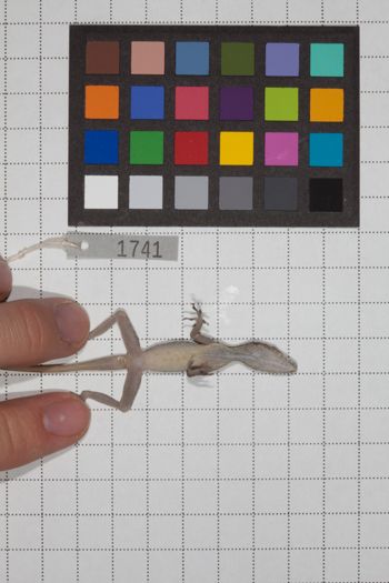 Media type: image;   Herpetology R-189948